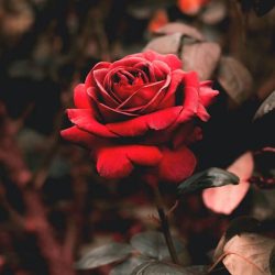 اهنگ خوش رسیدی همچو جام می هایده