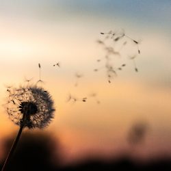اهنگ دخت بندر با صدای مهراد هیدن هوش مصنوعی