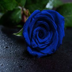 اهنگ تو رفتی دگر ماه و آیینه خداحافظ با صدای هلیا