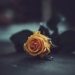 اهنگ ولم کن برو رضا مظفری